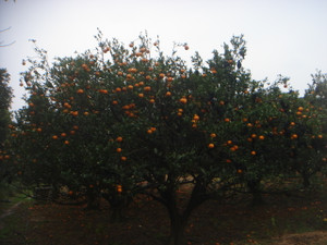 Dsc02739