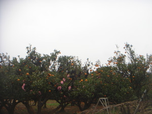 Dsc02740