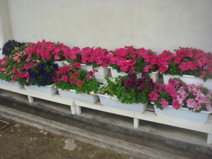 Dsc03370