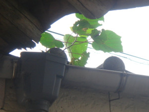 Dsc04482