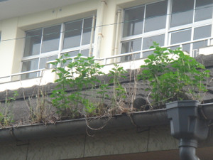 Dsc04485