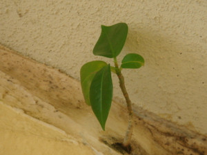 Dsc04510