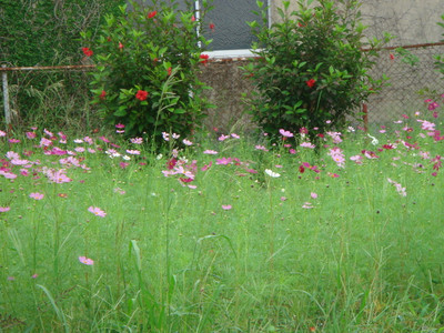 Dsc06495