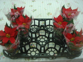 Dsc08219