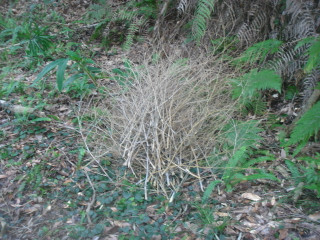 Dsc09754