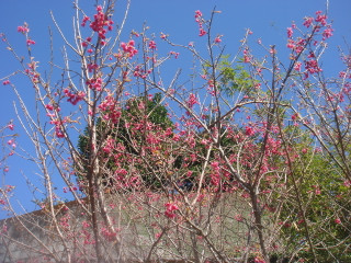 Dsc00016
