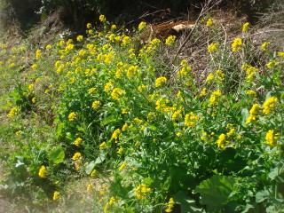 Dsc00018