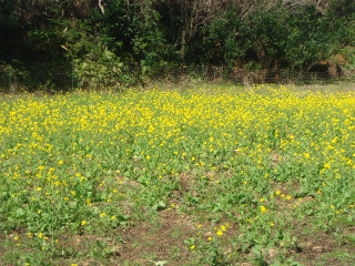 Dsc00021