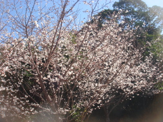Dsc00029