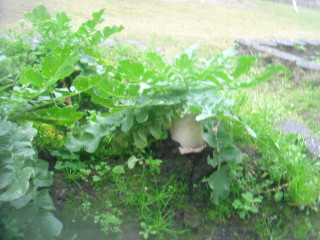Dsc00043