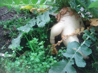 Dsc00044