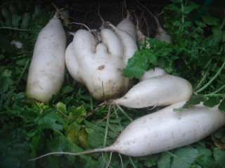 Dsc00246