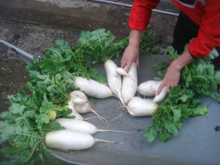 Dsc00248