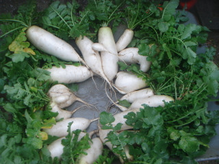 Dsc00250
