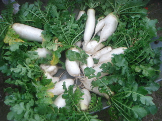 Dsc00251