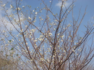Dsc00035