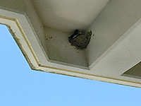 Cimg1455_5